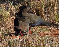 Galena Bridge Rest Area